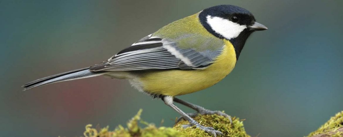 Nieuw Tuinvogels herkennen: dit zijn de 25 meest voorkomende tuinvogels WU-09