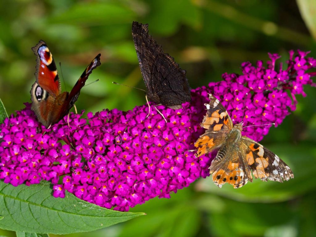 Verbazingwekkend Top 10 beste vlinderplanten: help de natuur een handje met een UH-52