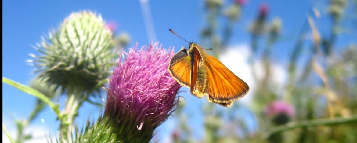 Nieuw Top 10 beste vlinderplanten: help de natuur een handje met een MM-99