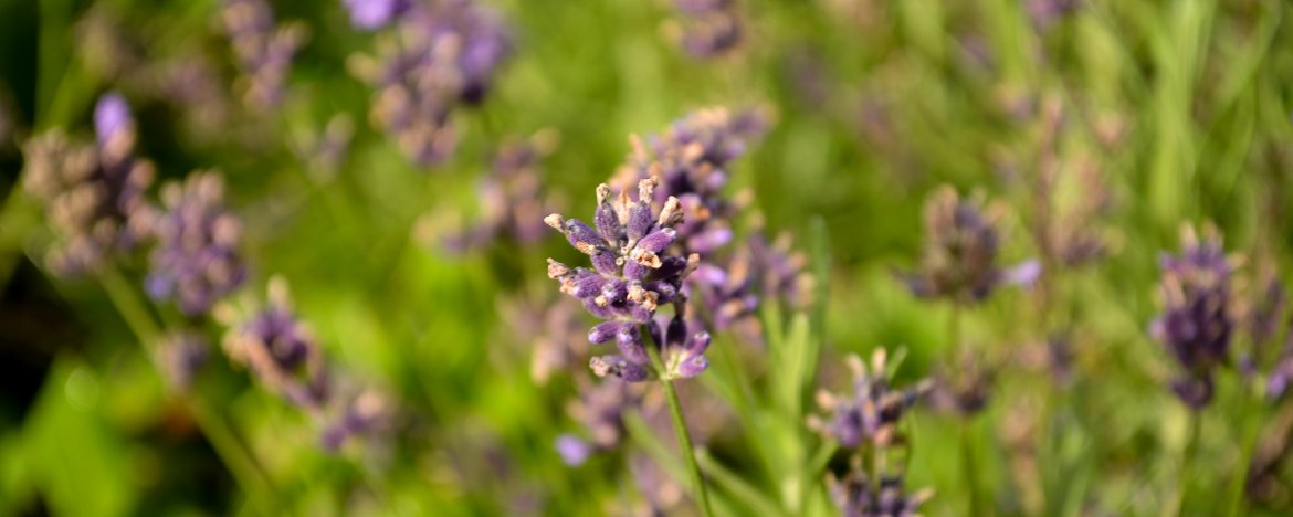Wonderlijk Hoe je lavendel kan combineren met andere planten KY-07