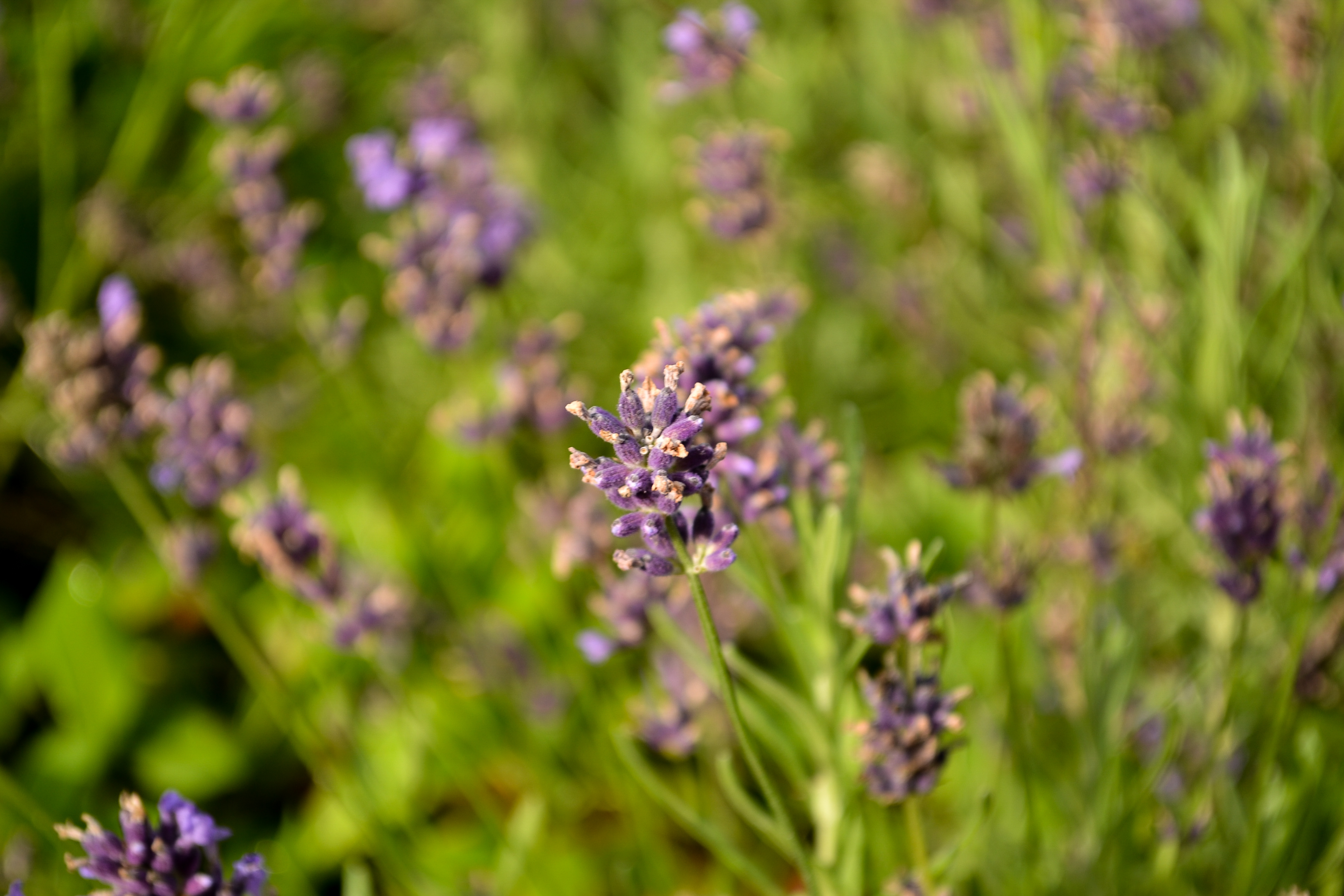 hoe vaak bezig kans Hoe je lavendel kan combineren met andere planten