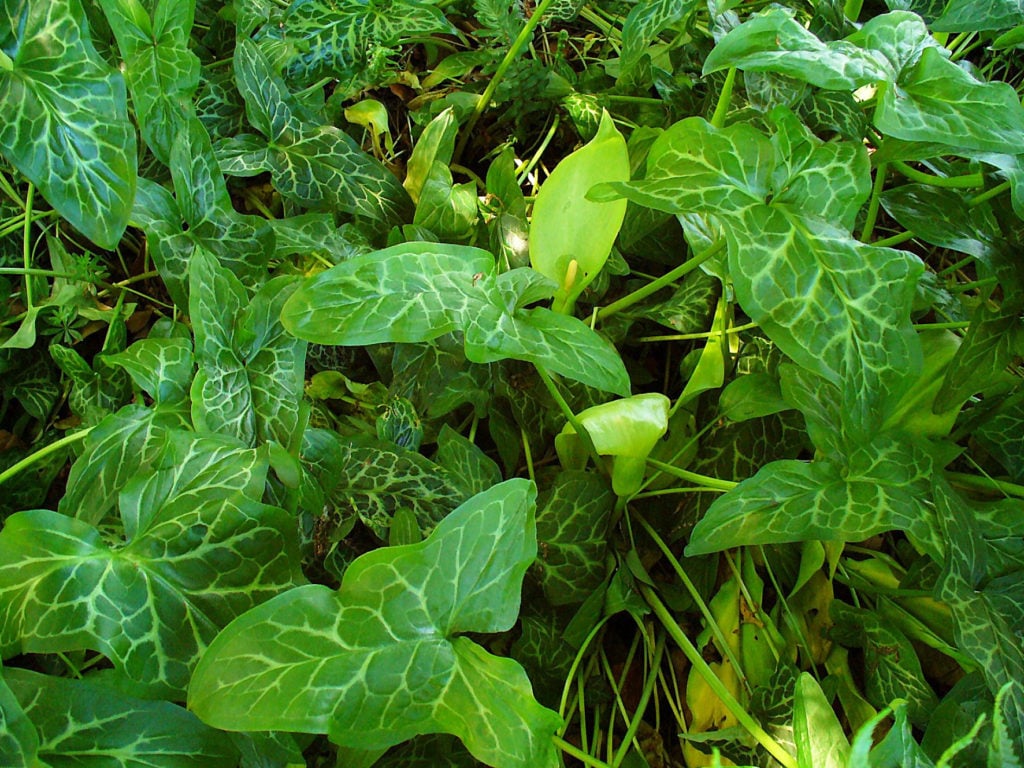 Schaduwplant Italiaanse Aronskelk | Schaduwplanten buiten