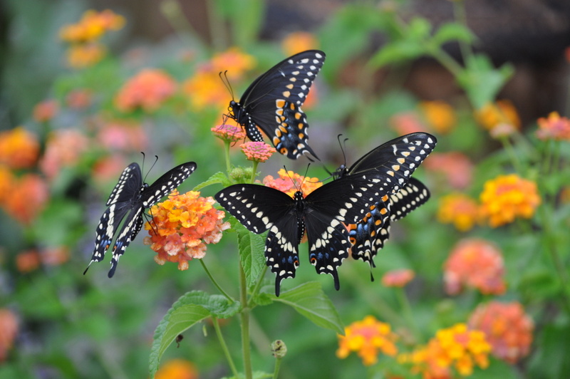 Beste vlinderplanten voor vlindertuin