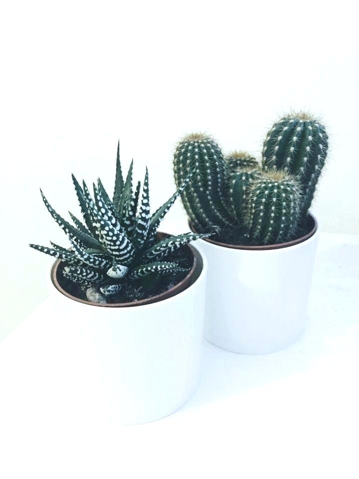 Cactus | 10 Tropische planten voor binnen