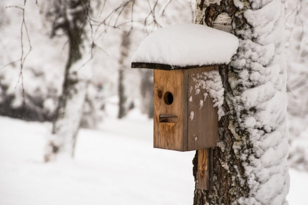 Vogelhuisjes en drinkbakken winter klaarmaken | Vogels voeren in de winter