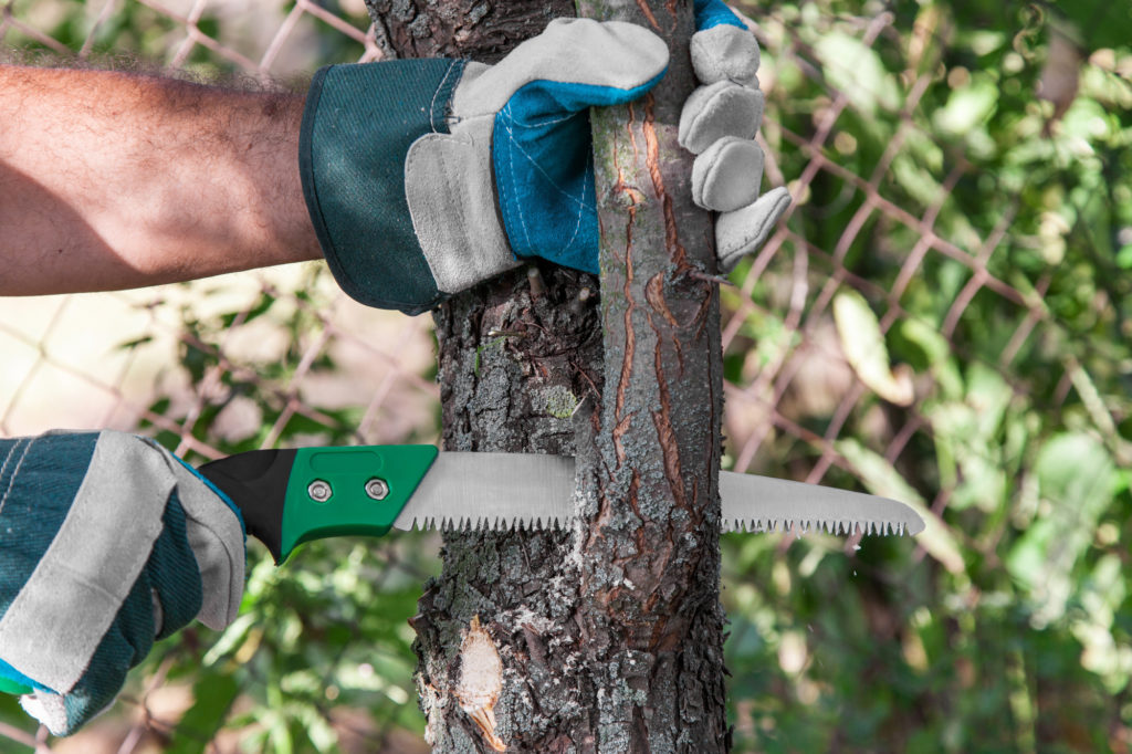 Bomen snoeien hoe mat dat dan? Het snoeien van een boom is belangrijk. Op deze manier blijft ze haar optimale uitstraling behouden en is ze echt gezond.