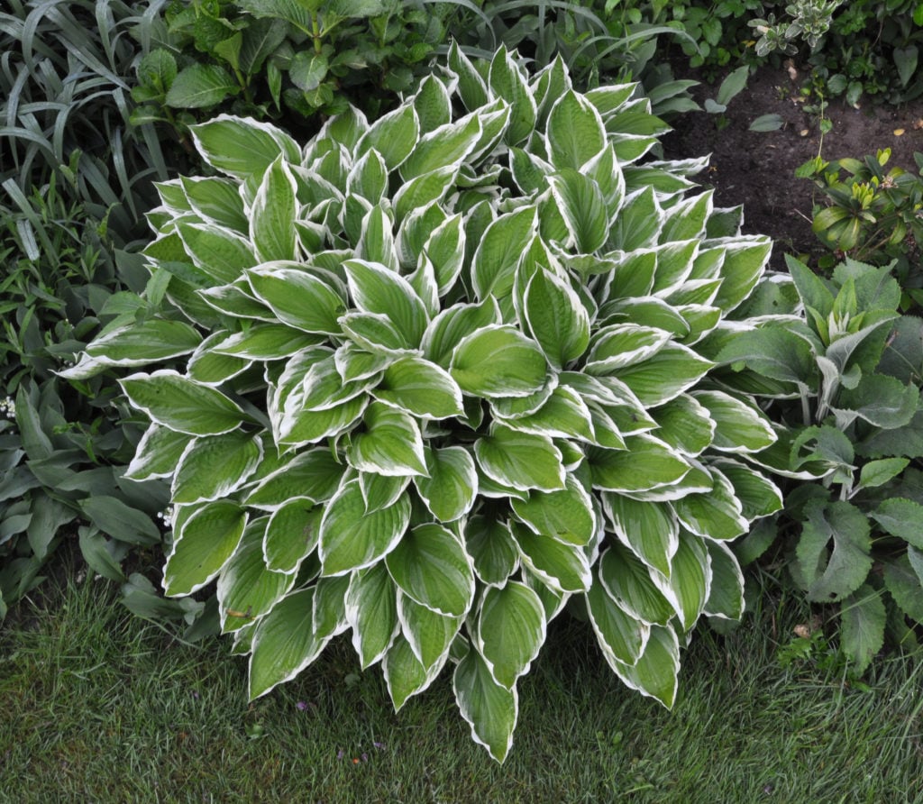 Schaduwplant Hosta of Hartlelie | Schaduwplanten buiten