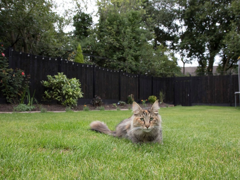 Kat in de tuin houden