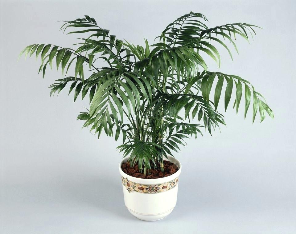 Palm | Tropische planten voor binnen