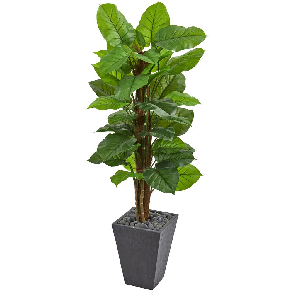 Philodendron | 10 Tropische planten voor binnen