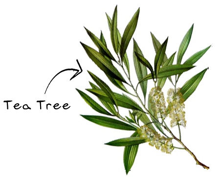 Tea Tree | Anti muggen plant 