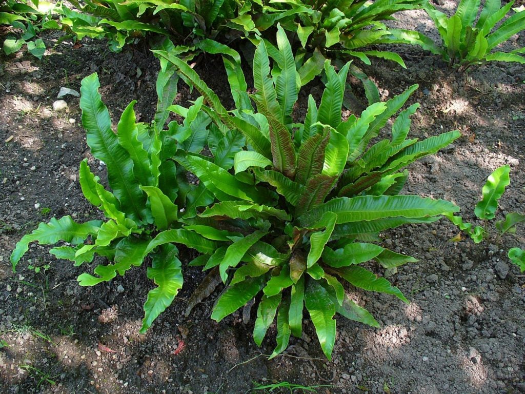Schaduwplanten Tongvaren | Schaduwplanten buiten