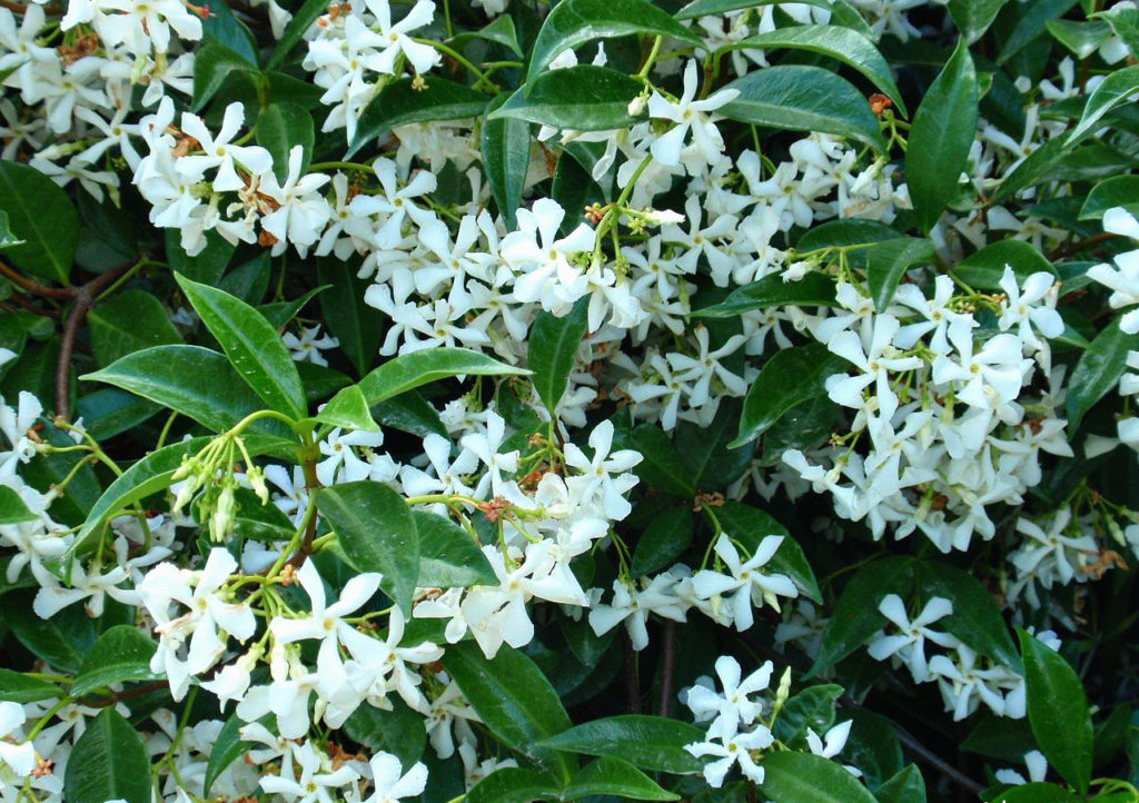 Toscaanse Jasmijn | Trachelospermum jasminoides | Populaire tuinplanten
