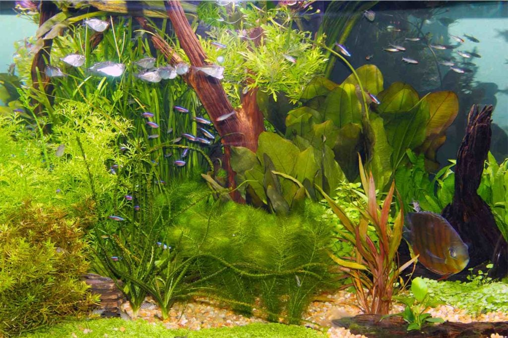 Waterplanten aquarium