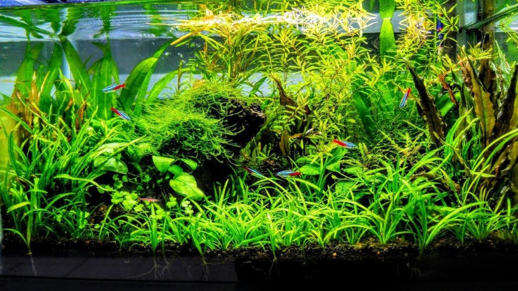 Waterplanten voor binnen in aquarium