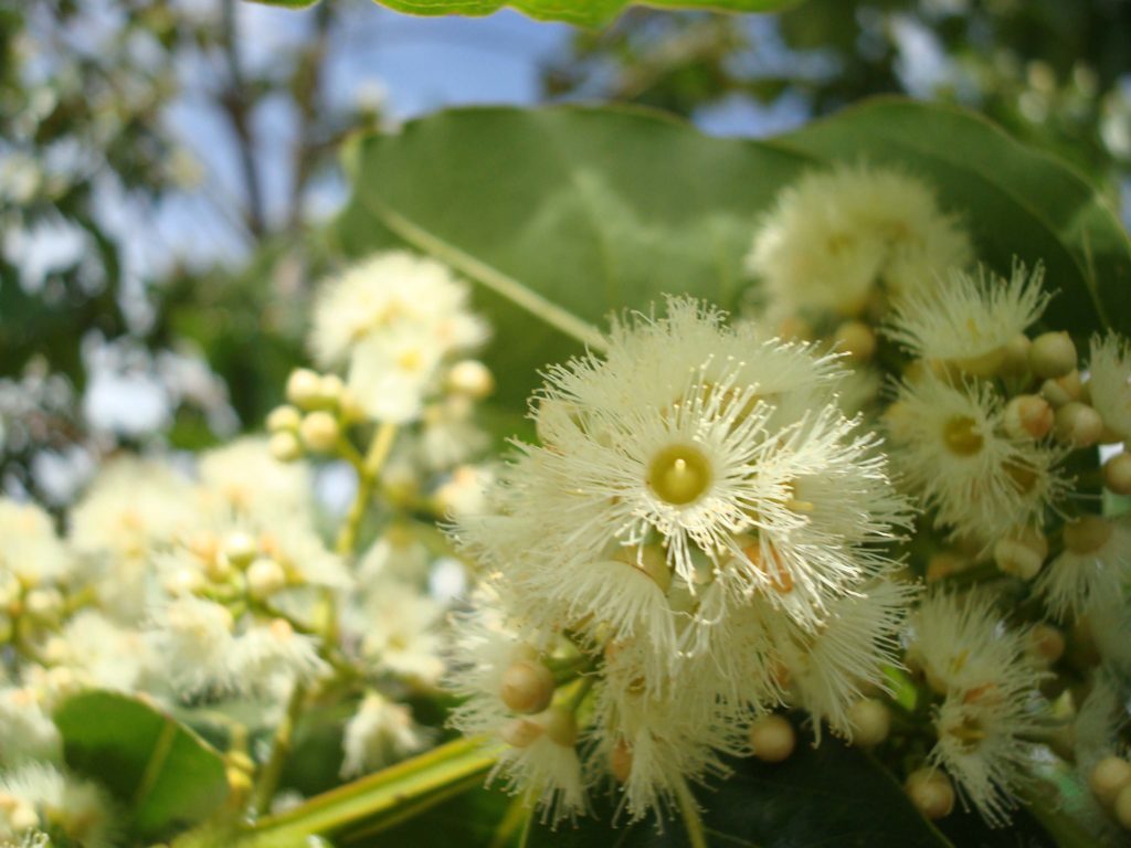 Eucalyptus | Anti muggen plant 
