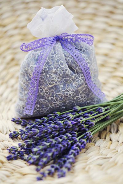 Lavendelplant naast lavendel in een zakje