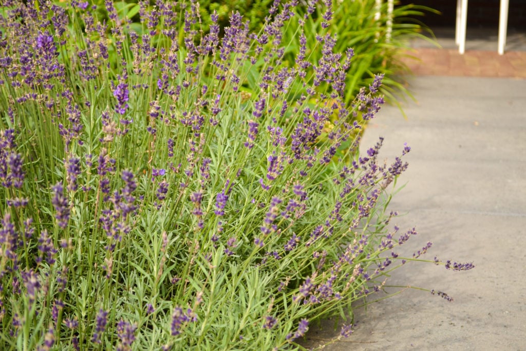 Lavendel hidcote | Lavendel combineren met andere planten 