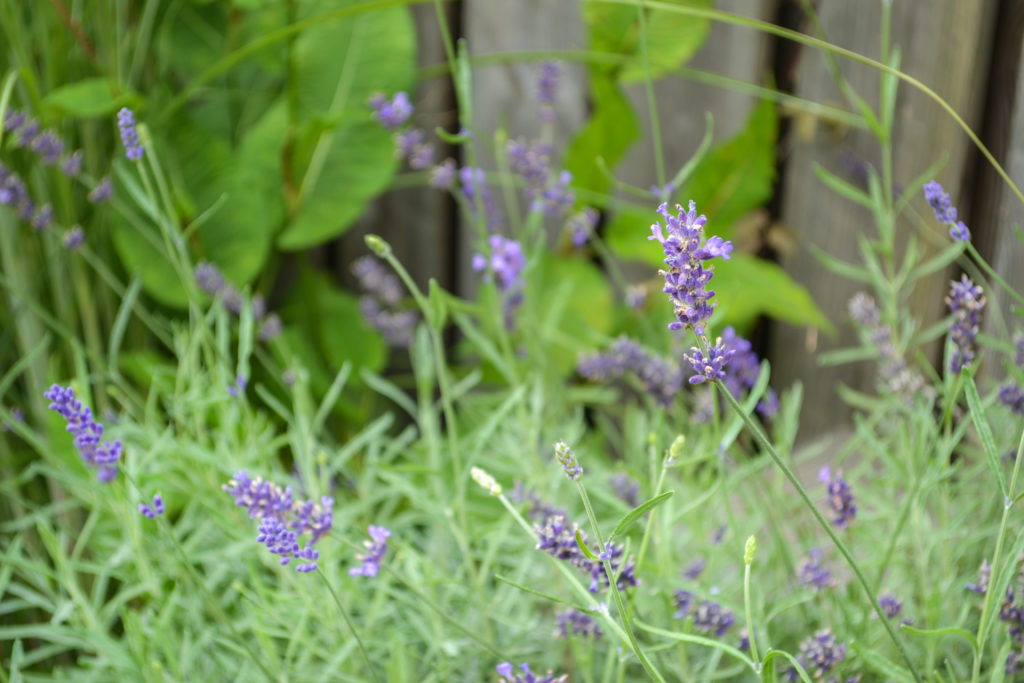 Blauw paarse lavendel in de tuin | Populaire tuinplanten