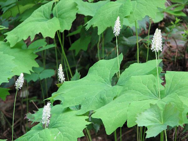 Vanilla-leaf | Anti muggen plant 